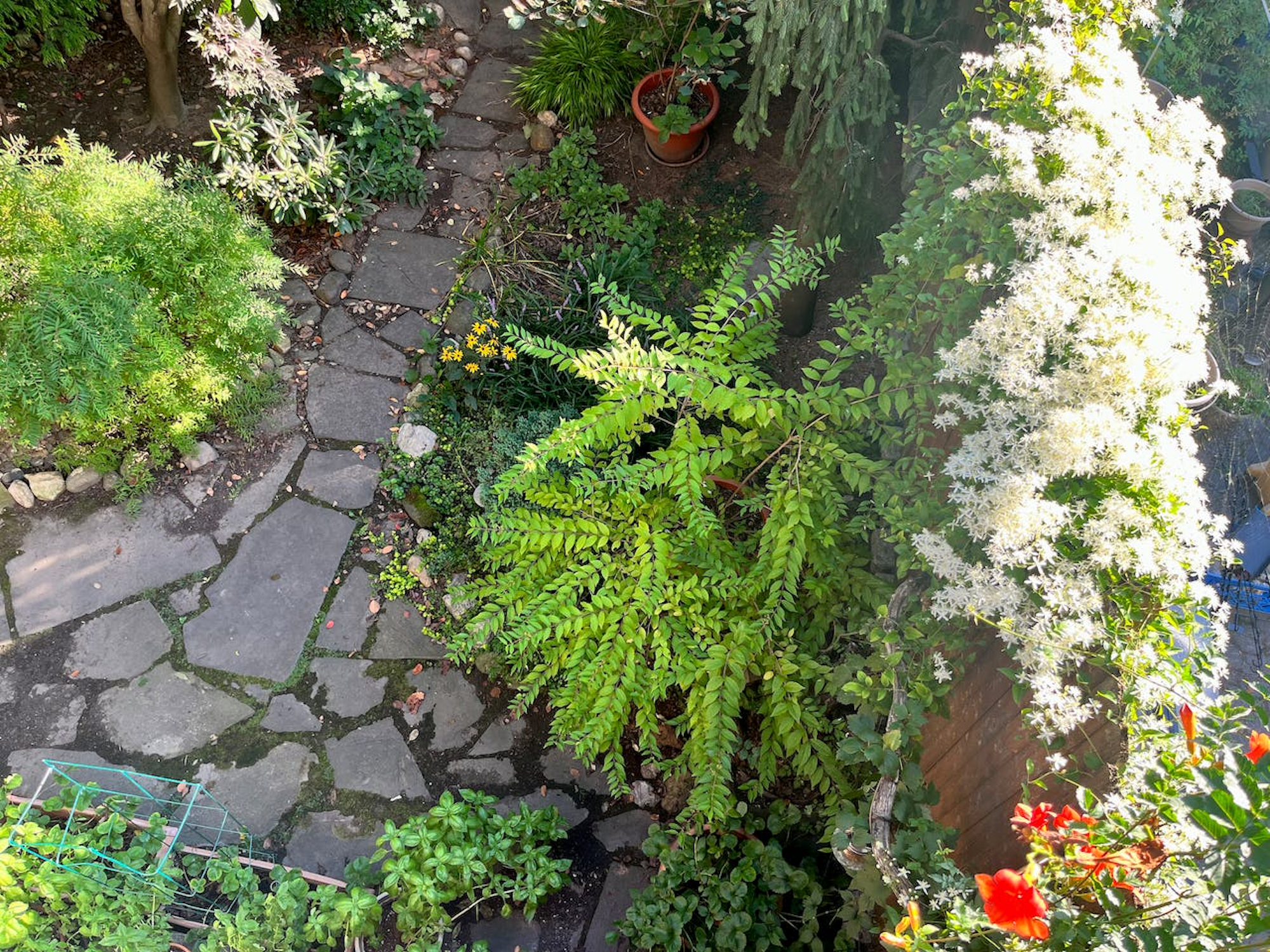 Brooklyn Craftsman-style Home with Deck and Lush, Wild Garden