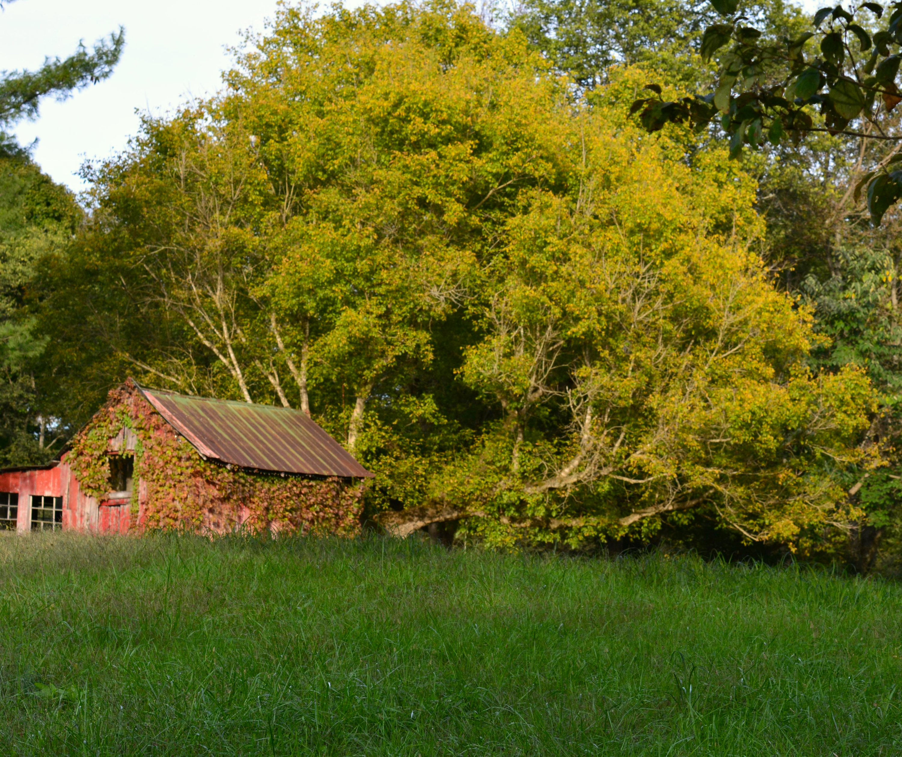 Beech Grove Historic Venue - c1850 BARN, Outbuildings, FIELDS, Woods (c1850 FarmHouse in Separate Listing)