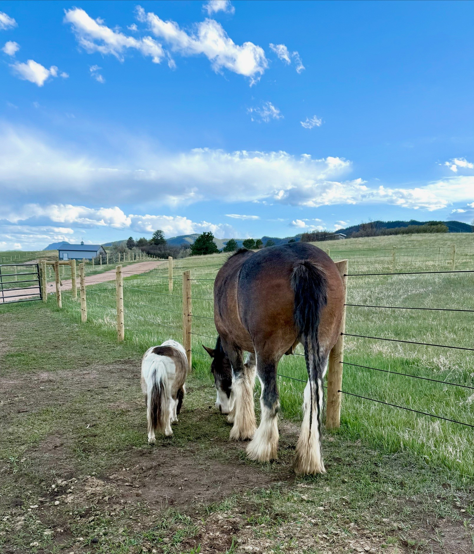 Whitetail Horse Ranch
