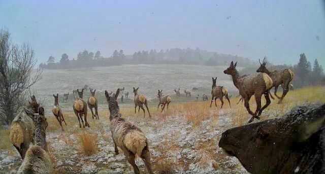 Whitetail Horse Ranch