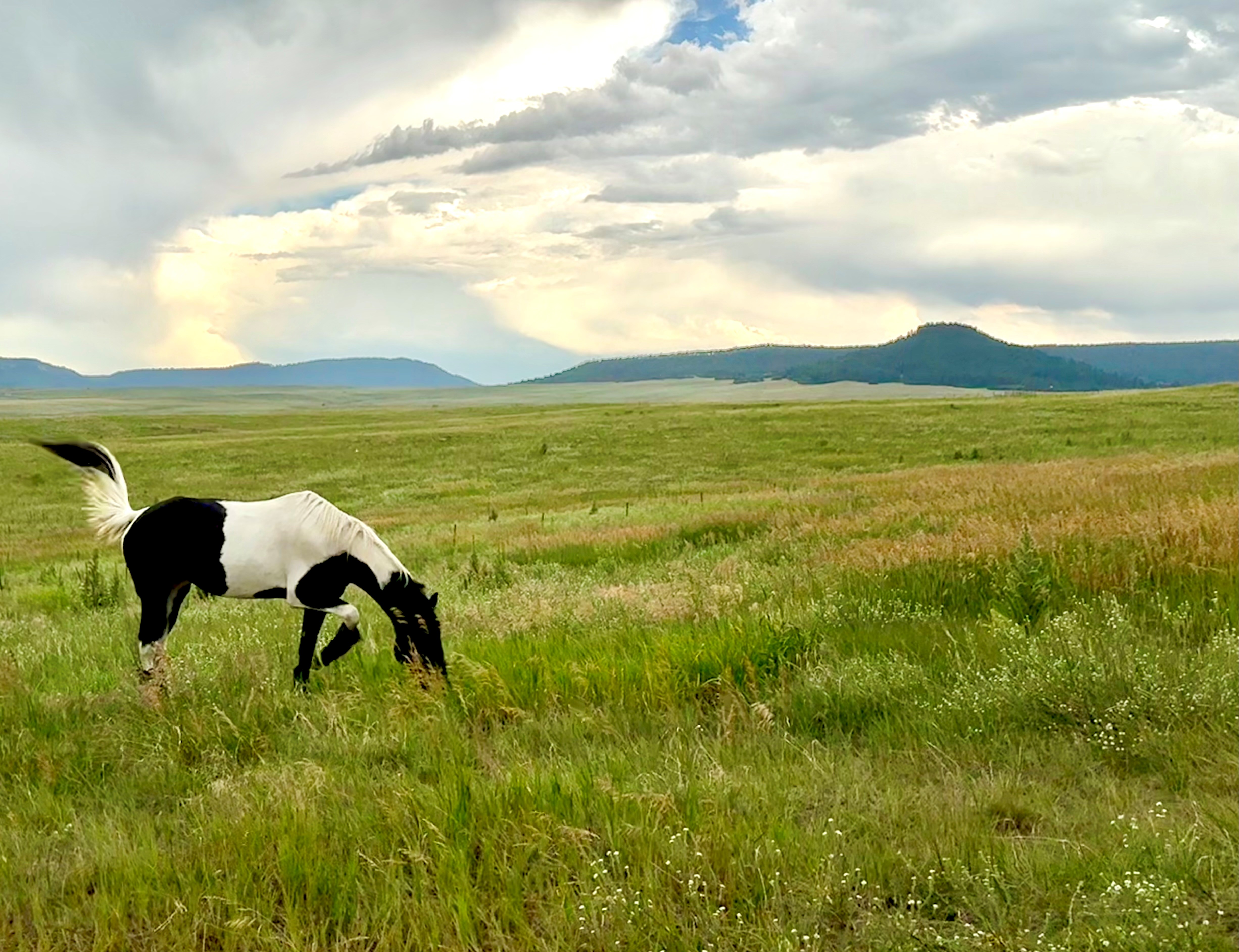 Whitetail Horse Ranch