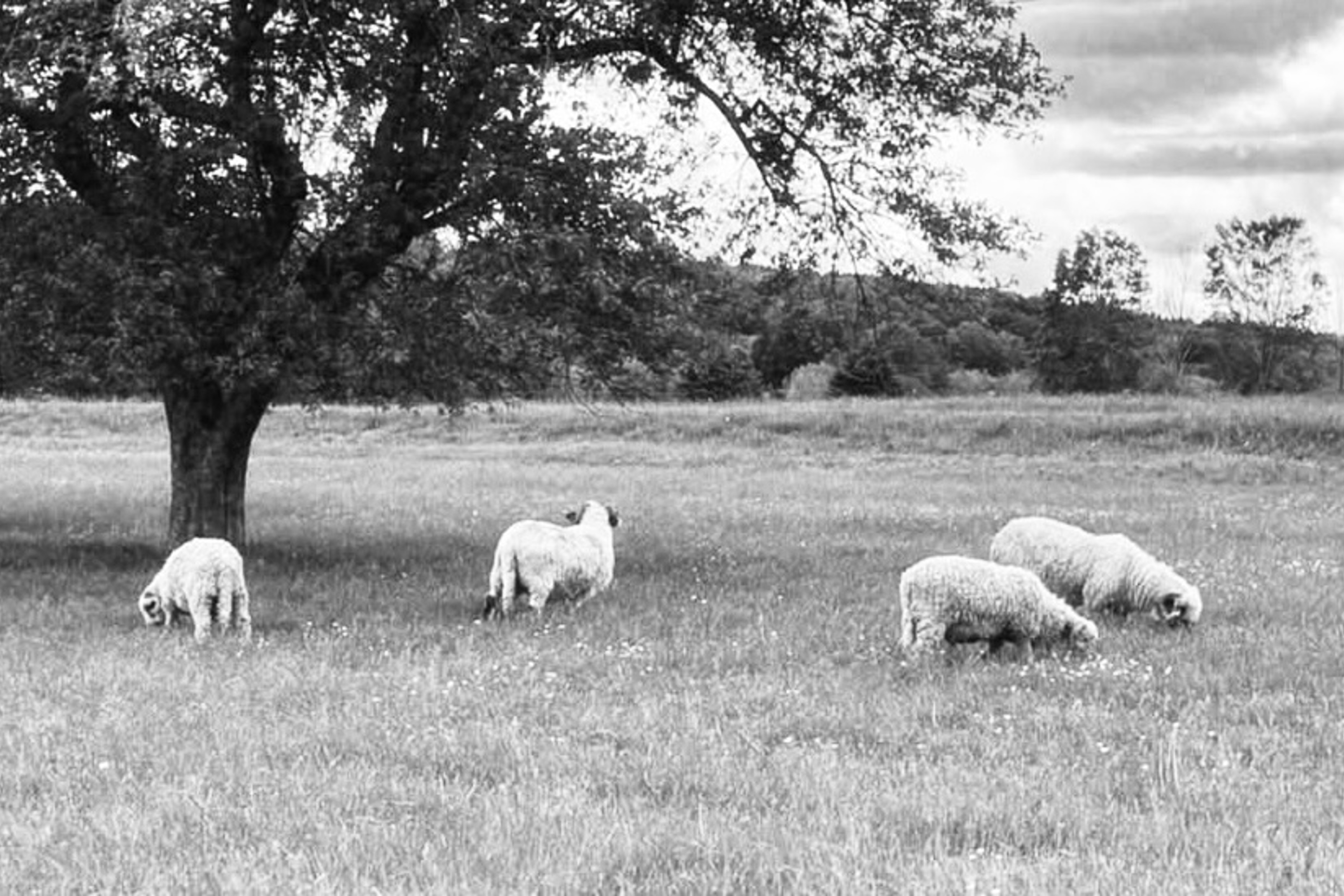 Springhouse Farm