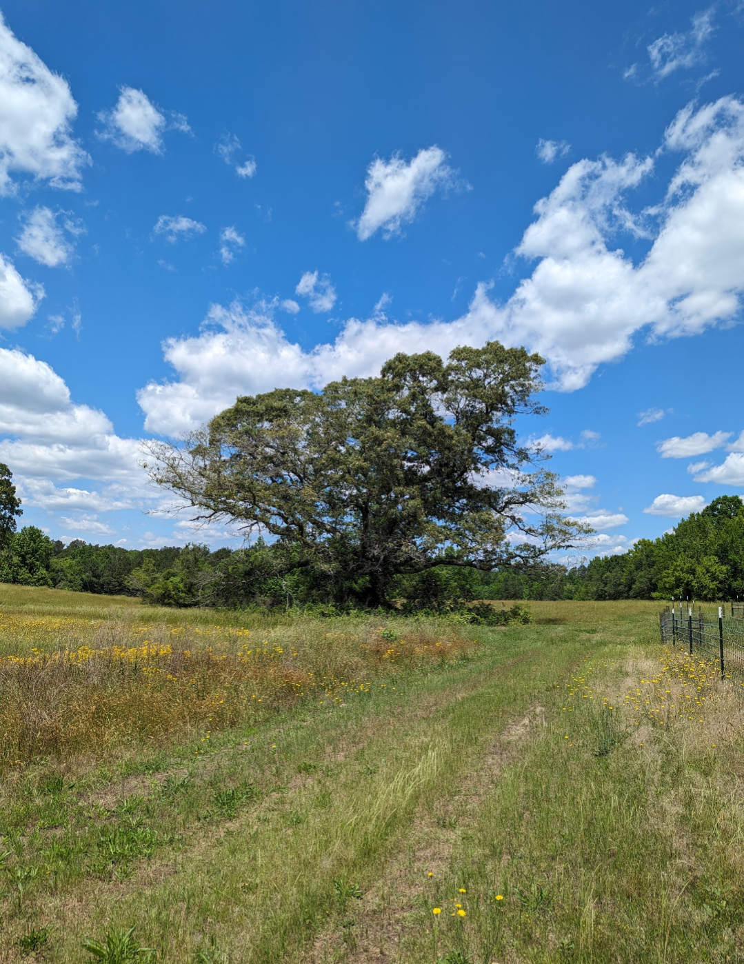 100+ Acre Rural Farm Sanctuary with Pastures, Woods & 1800s Abandoned House