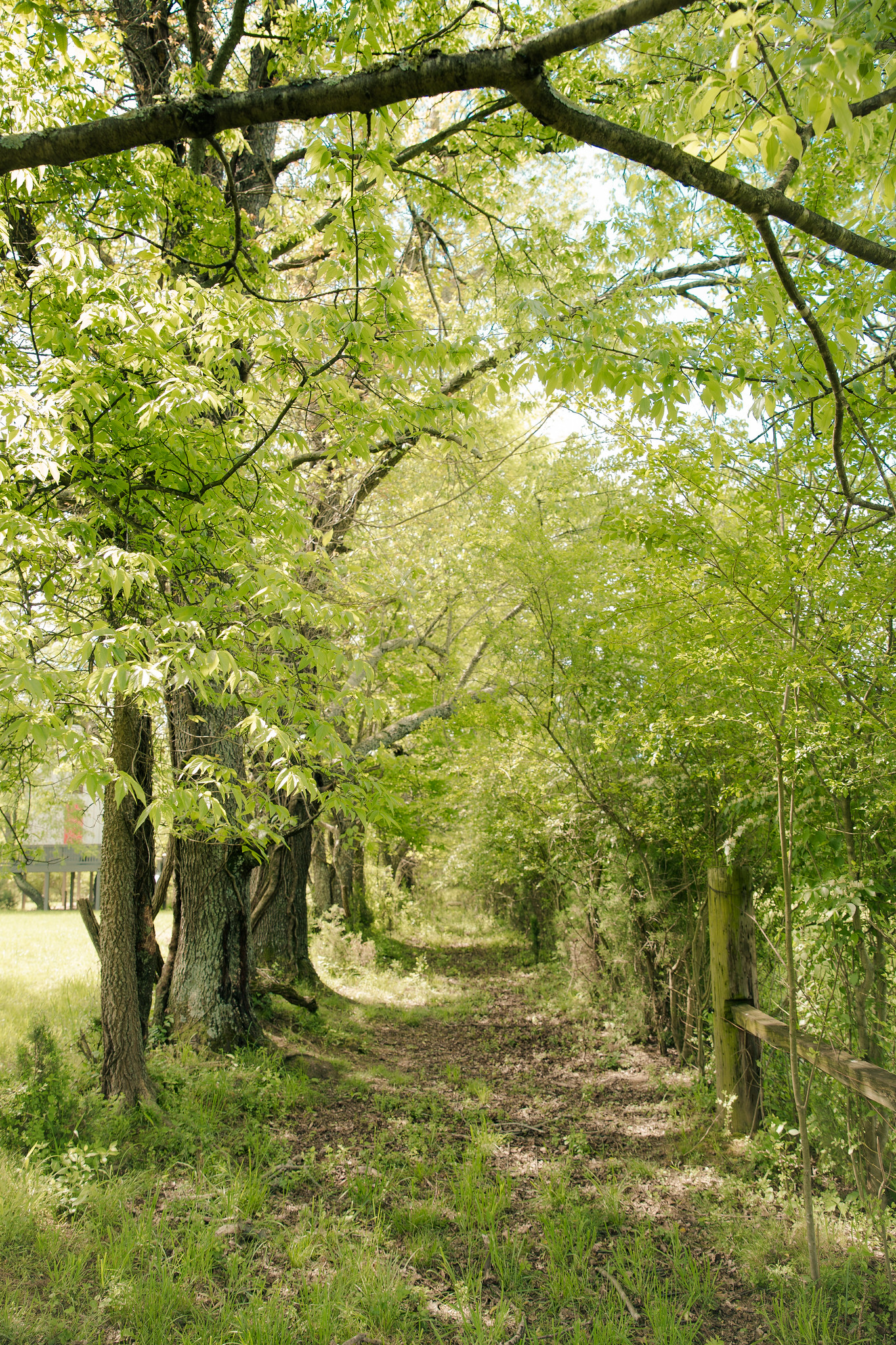 Treehouse Chapel at Stewards' Grove
