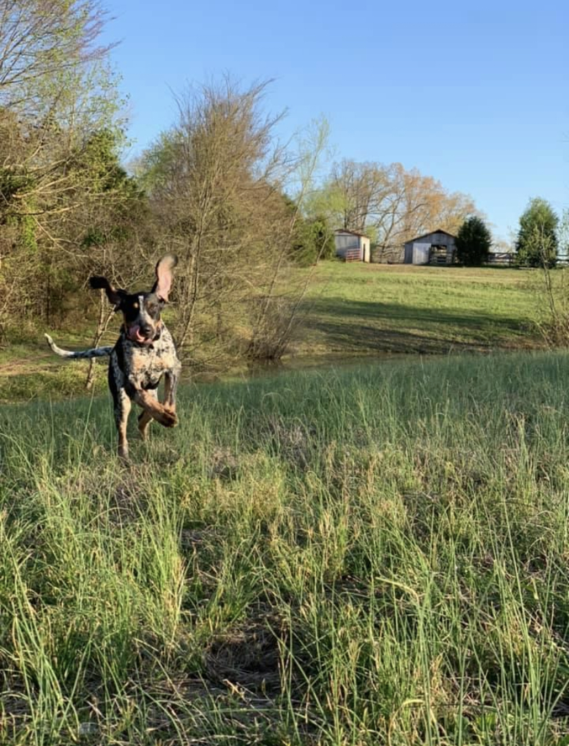 Ransom’s Run….Unique horse farm with rustic fire pit, barn, gorgeous property, woods & pond 