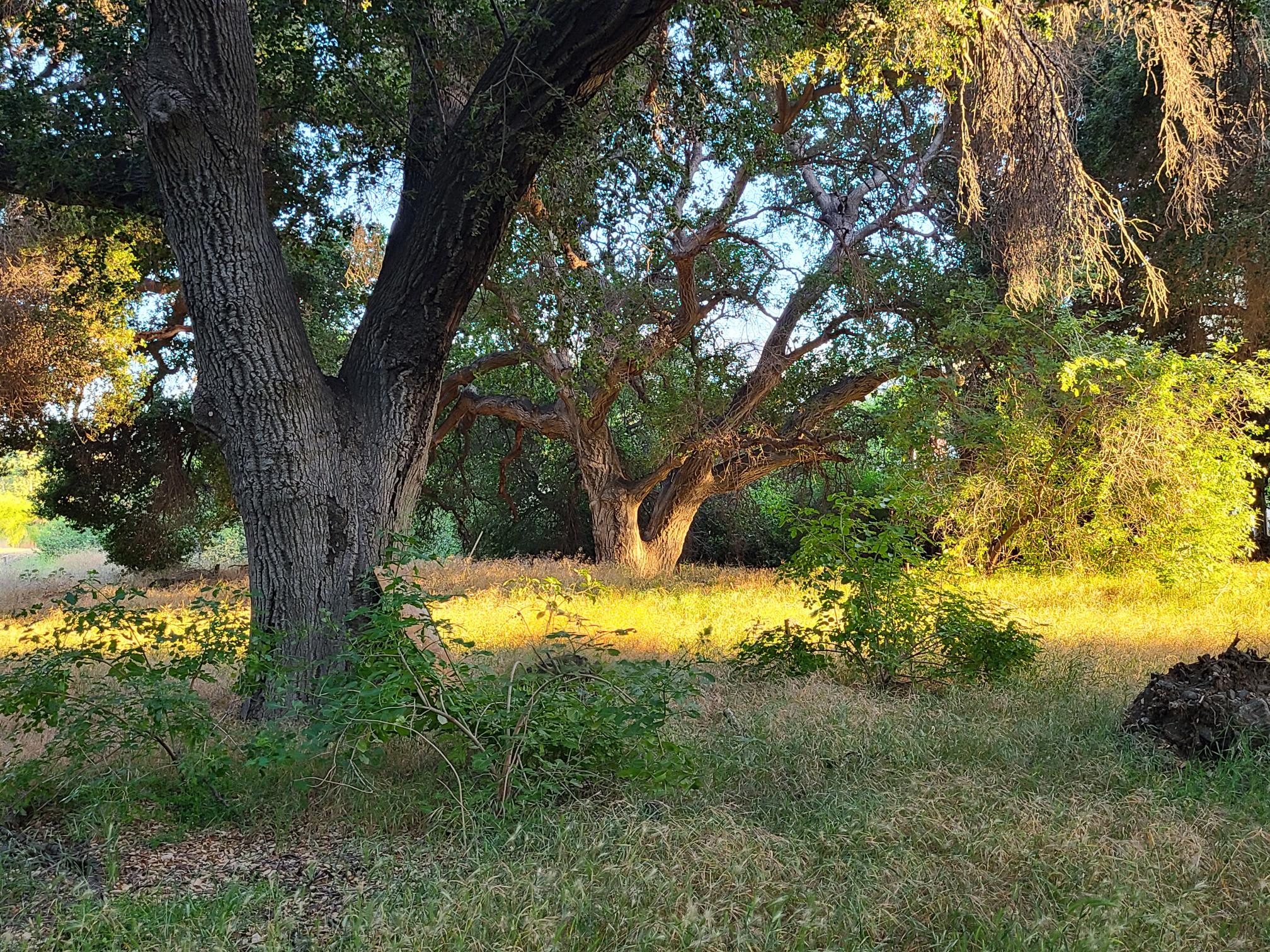 Enchanted Forest with Ranch and Carriage House