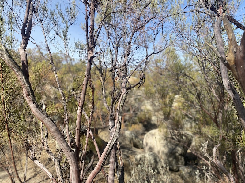 Sacred Mountain Views
