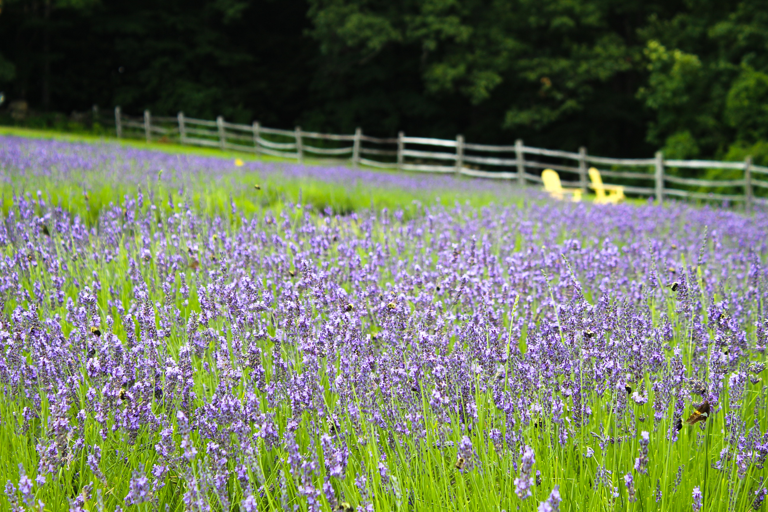 Lavender Fields at Pumpkin Blossom Farm