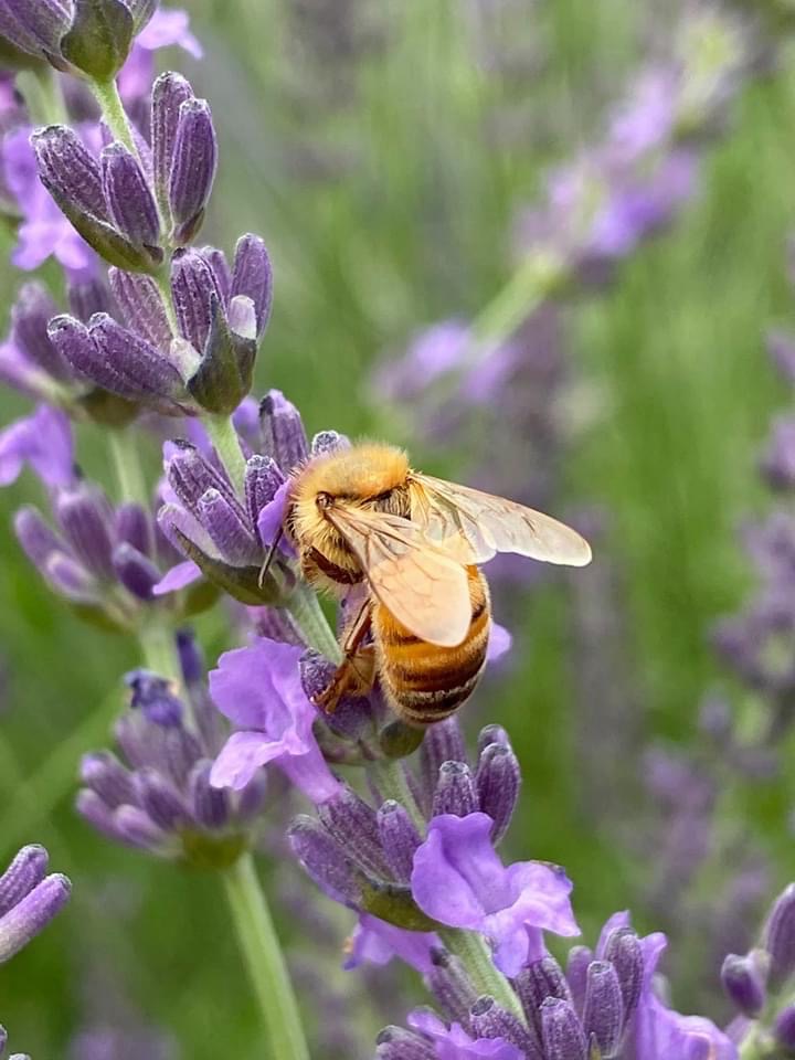 Lavender Fields at Pumpkin Blossom Farm