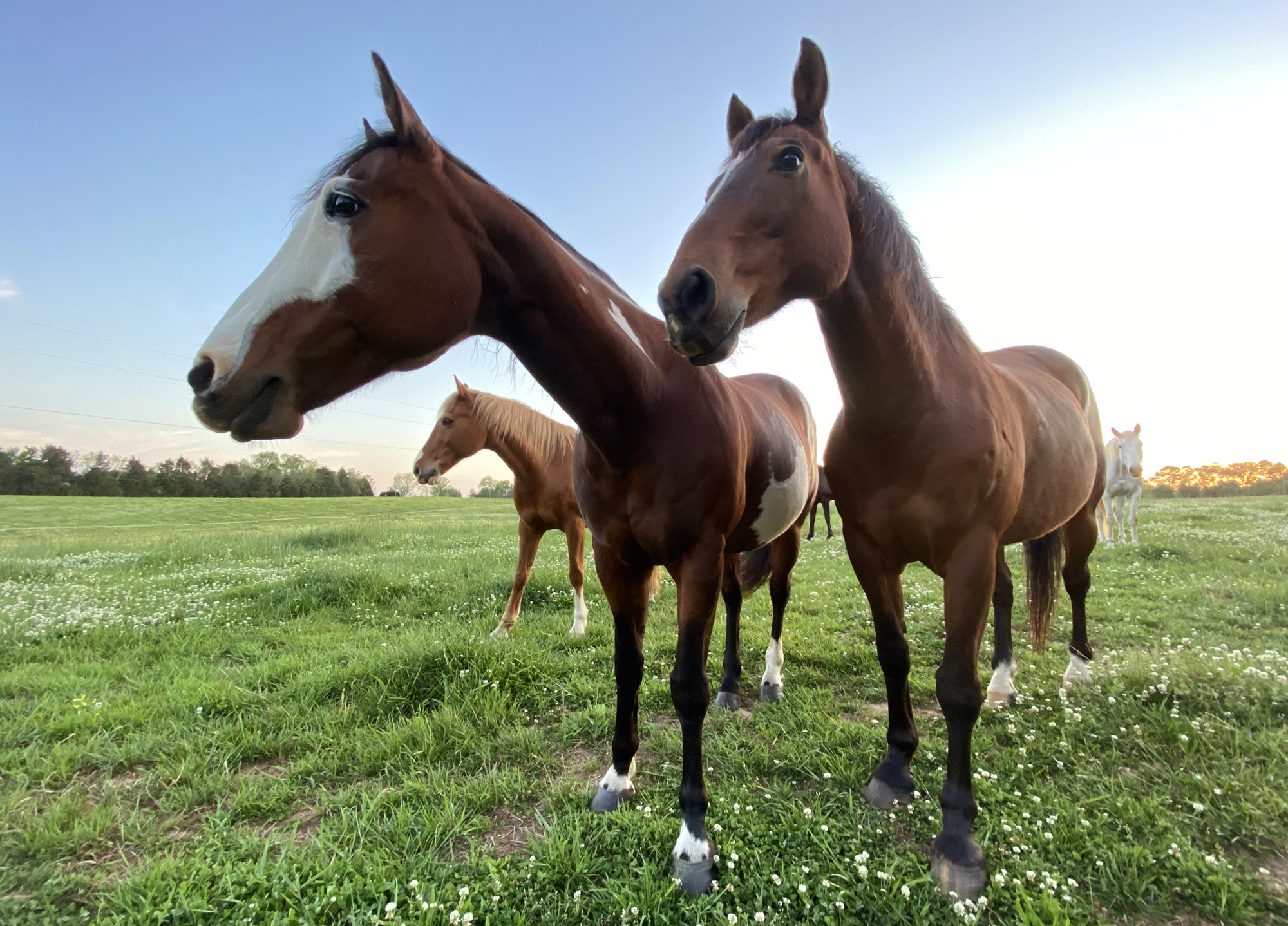 Silversea Farms: A pastoral setting minutes from Atlanta