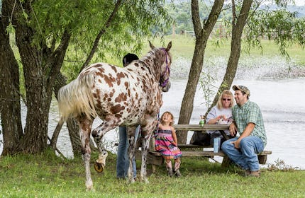 Country Horse Farm with plenty of space,a beautiful barn and horses plus a scenic pond and guest lodging