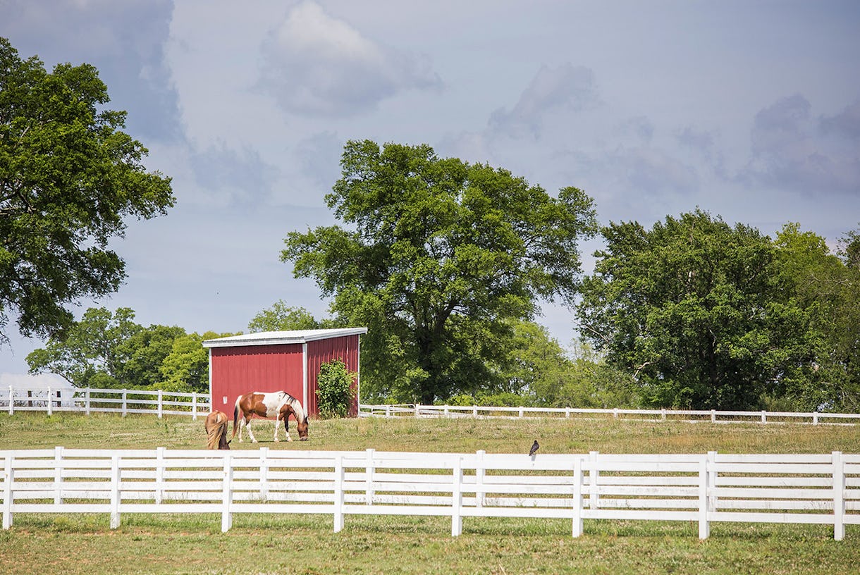 Country Horse Farm with plenty of space,a beautiful barn and horses plus a scenic pond and guest lodging