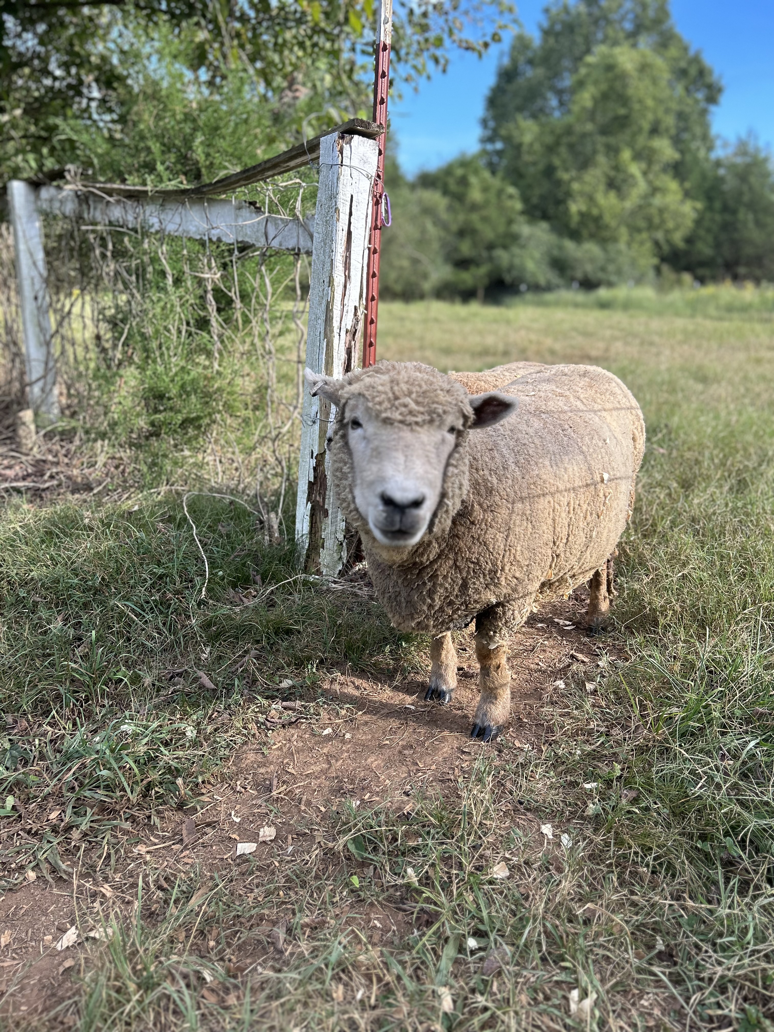 Gorgeous and Private Ancestral Farm with Original 1847 Cabin and 1869 Farmhouse