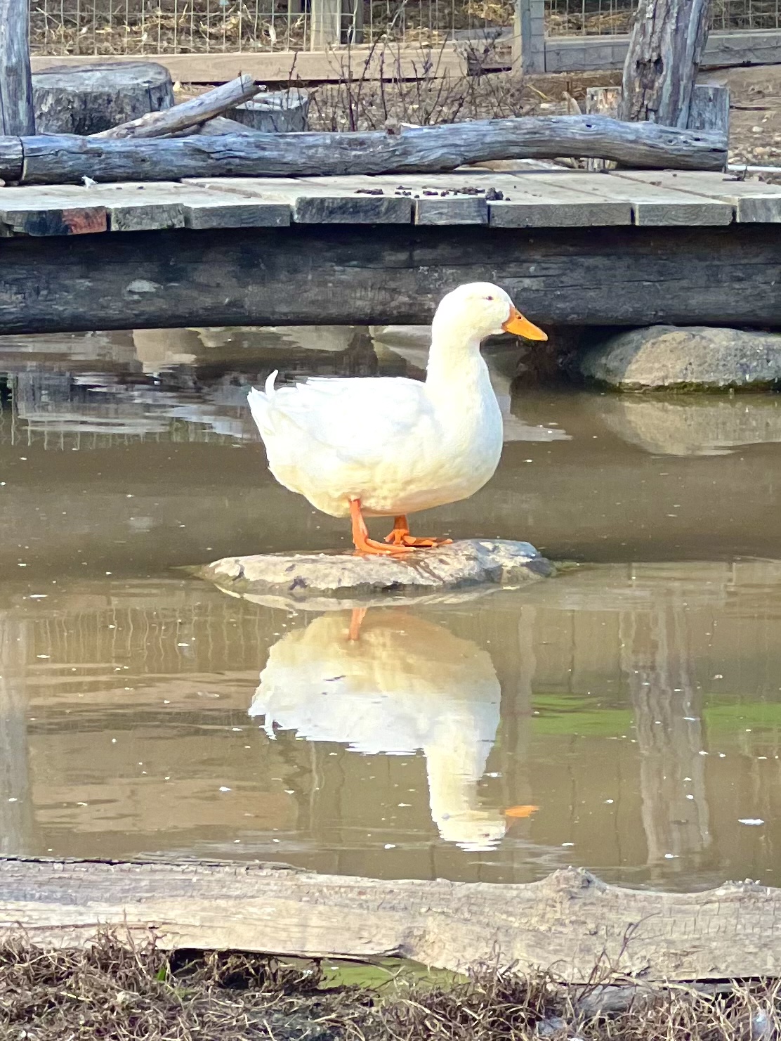 Owl Creek Farm Resort