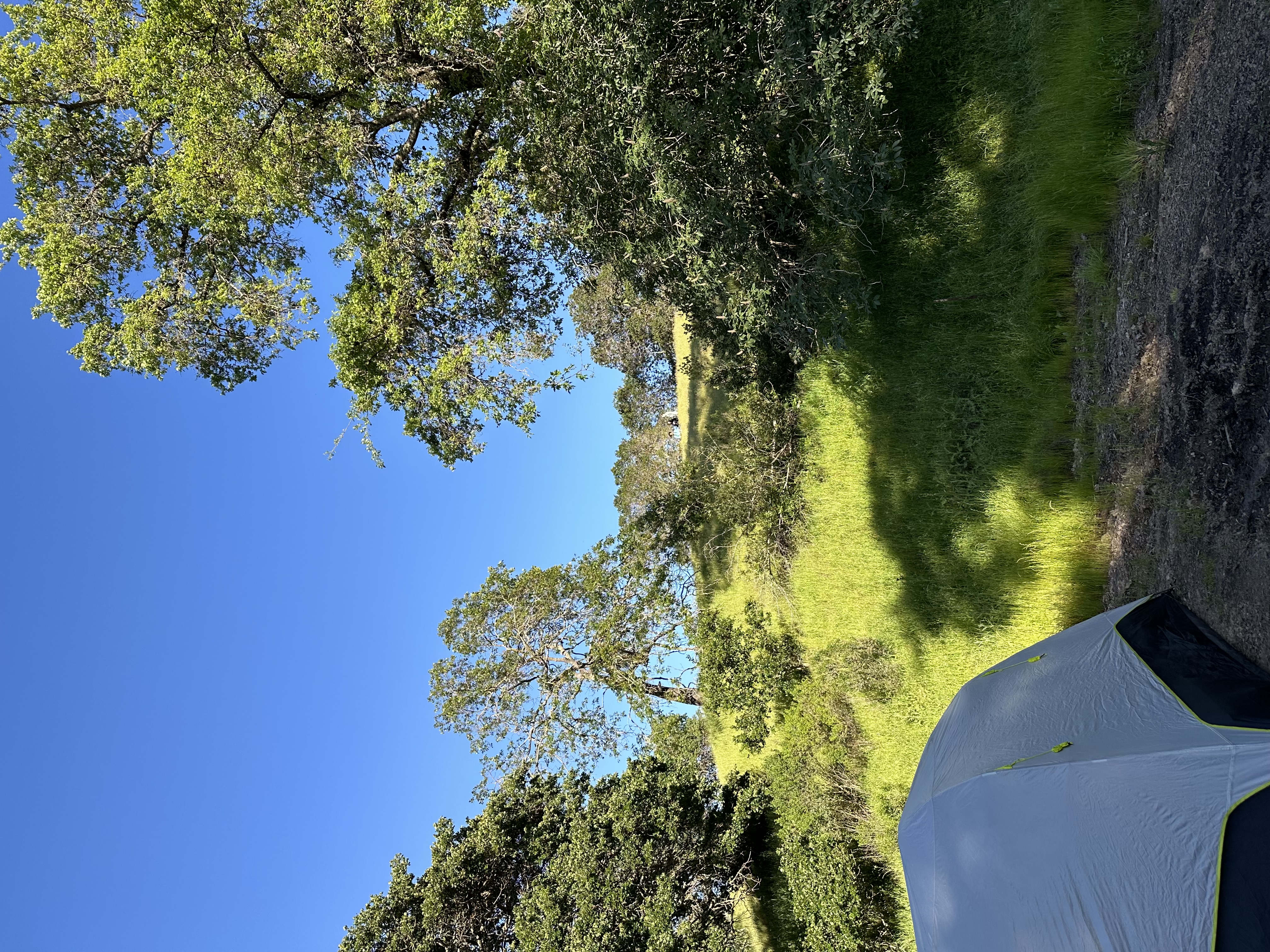 Sprawling Olive Tree Farm with Pond and Red Barn