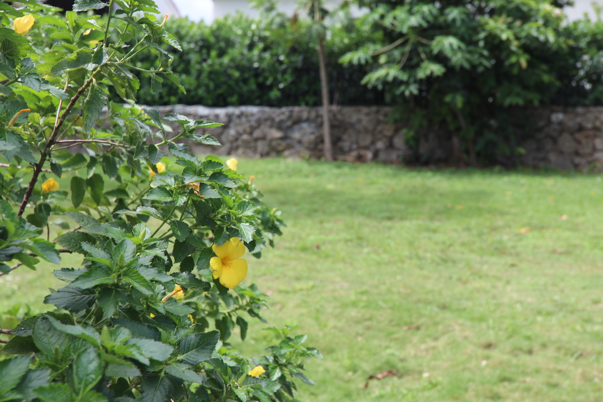 La Finca - 4-Acres w/Grove, Corral and 1960s Guest House!