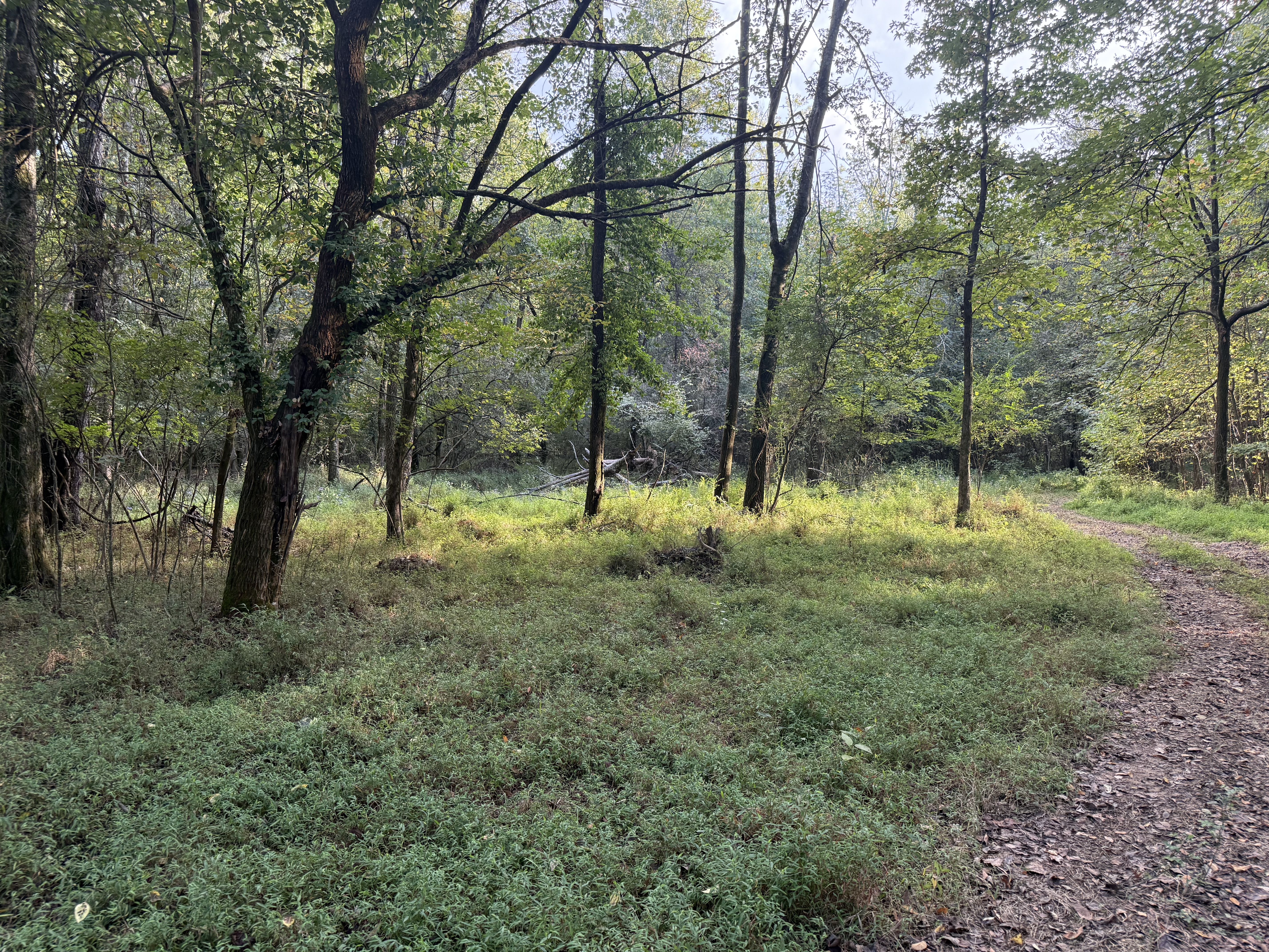 11-Acre Cinematic Forest with Trails, Staging Garage + Private Bathroom