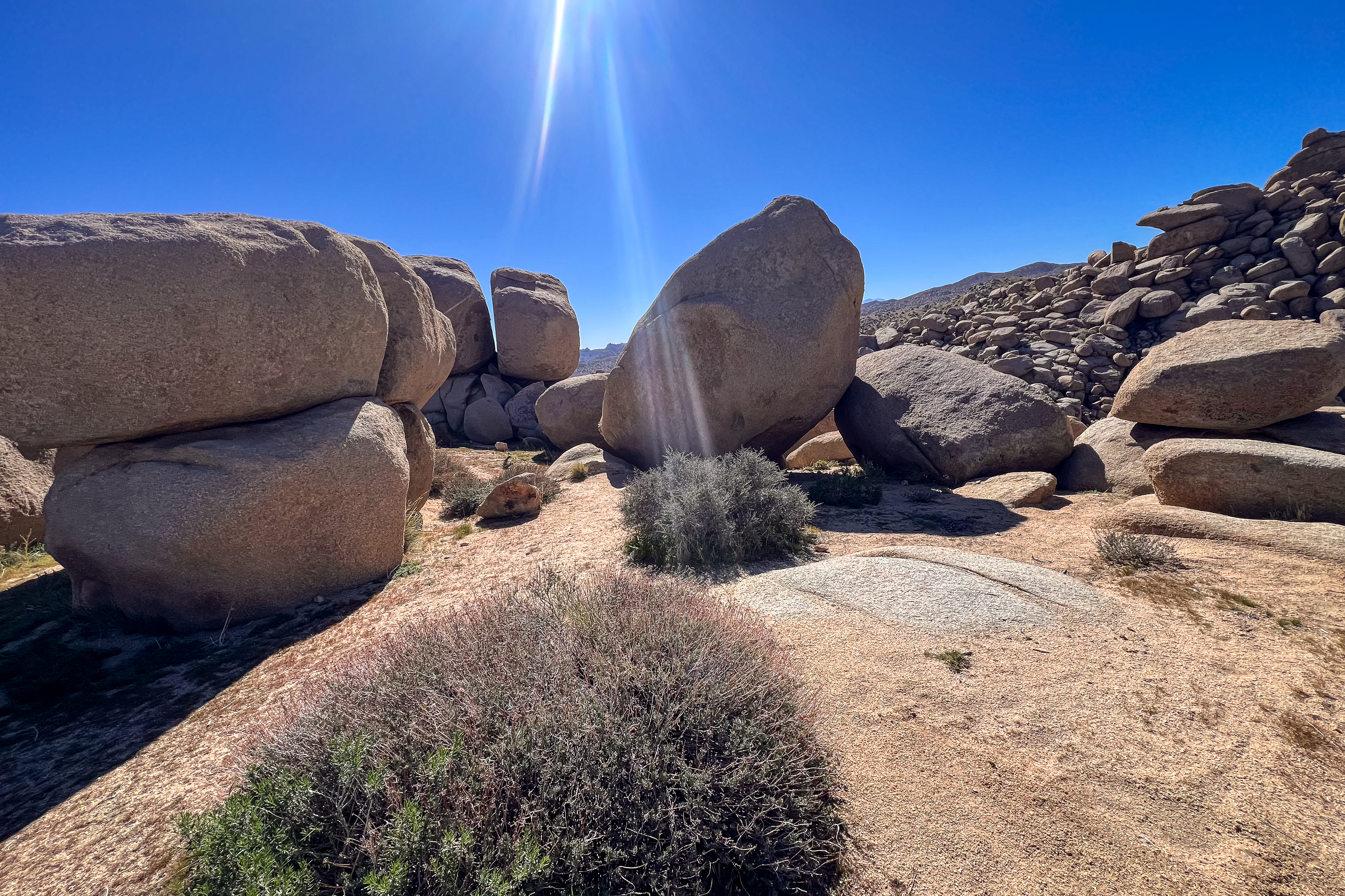 Joshua Tree Open Terrain Oasis